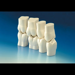 Tanaka Big Teeth™ Anatomie-Kit|Tanaka Big Teeth™ Anatomy Kit