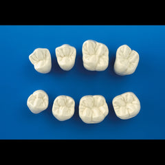 Tanaka Big Teeth™ Anatomie-Kit|Tanaka Big Teeth™ Anatomy Kit